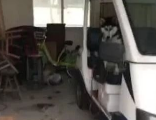 哈士奇迷路跑进派出所， 所长大吼： 骗吃骗喝十天，警车都被拆了！