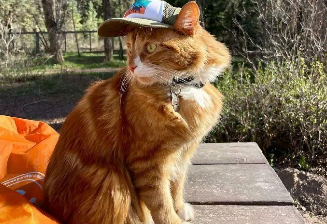 	 网友领养了一只橘猫回家之后，天天带着它一起游山玩水