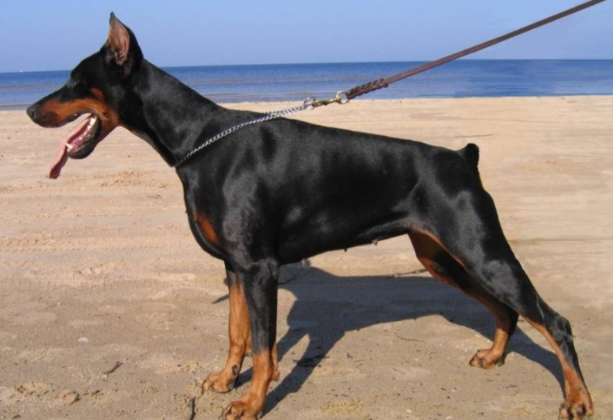 网民称禁养大型犬有失公允，四川射洪：烈性犬和大型犬都禁养