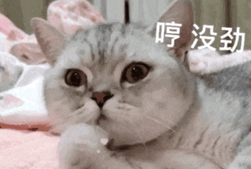 偷偷告诉你，家里的猫咪“灵性”真的很可怕，网友直呼：太精了！