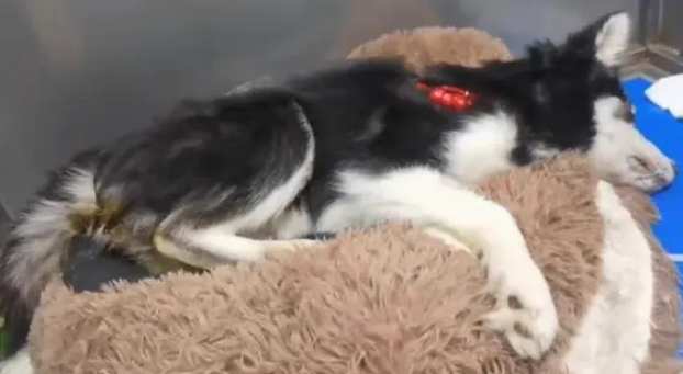 黑龙江：犬瘟后期的二哈被绑上嘴，扔在垃圾桶旁，狗狗：我想活着