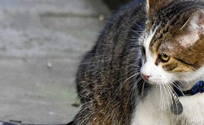 猫咪抓住过街老鼠，一番蹂躏过后，结局却让路人惊呆了