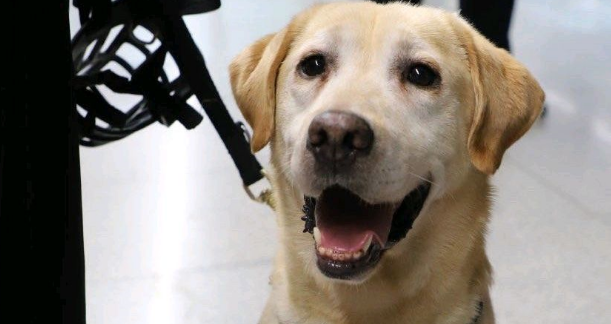 警校拍卖淘汰犬最高价至33万，买家回应引网友称赞