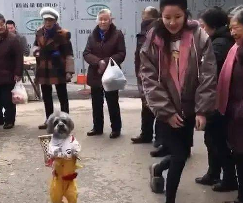 泰迪背着篮子和主人去买菜，引众人围观：这谁家狗啊，长这么俊 