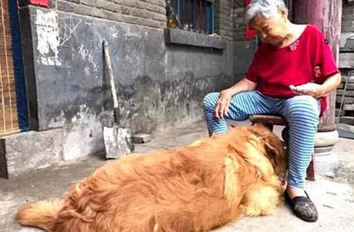 送金毛给家里老人作伴，偶然看到这个画面，主人顿时一把心酸泪 