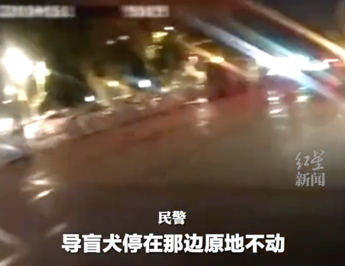 导盲犬带5个人吃火锅迷路了，被民警捡到，网友：它是导盲犬不是导航犬