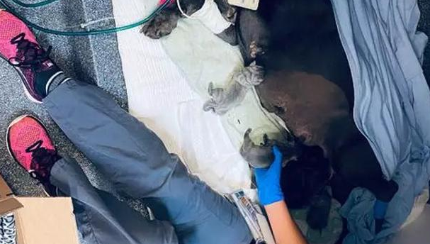 獒犬怀孕后胖30斤，生下21只小狗，10个人帮忙都忙不过来 