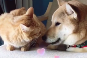 把猫咪和狗狗放一起，不料出现这幕，猫：确认过眼神遇上对的人！