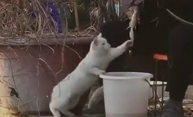 猫咪陪大爷钓鱼，接下来的这幕让人笑抽