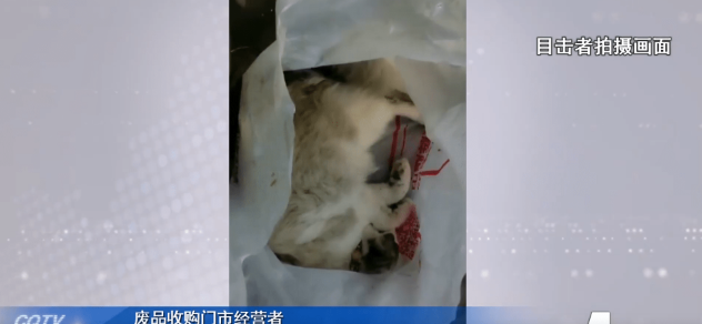 宠物猫被邻居高空扔下活活摔死，网友：何时能立法