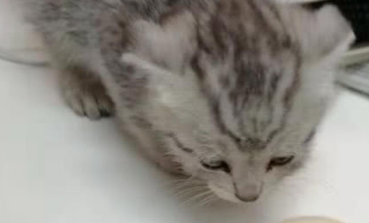 小奶猫遛进办公室，员工们赶紧盘它，想到这么猫来头网友怂了 