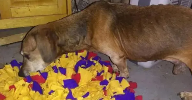 腊肠犬饿晕在路边，瘦到只有13斤，救助后才明白为何被丢弃