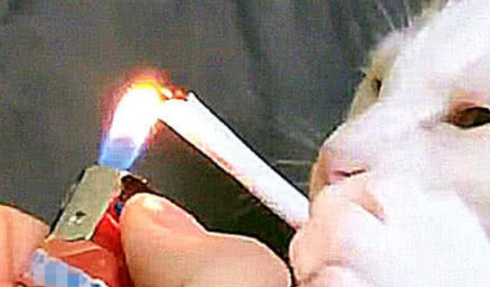 主人饭后让猫咪吸烟，这专业程度怕是上瘾了，猫在江湖哪能不吸烟