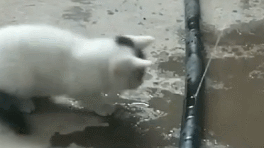 原来猫咪蠢萌起来比狗子还要二，网友：身披猫咪皮一颗二哈心