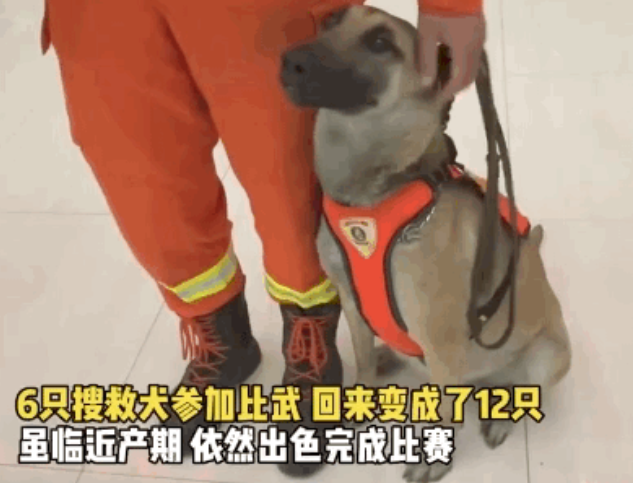 警犬去参加比赛却偷偷谈恋爱，怀着6个娃竟拿了第一，卷死狗了！