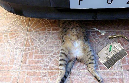 生活不易，现如今猫咪都是个体户了，它自己“经营”修车行 
