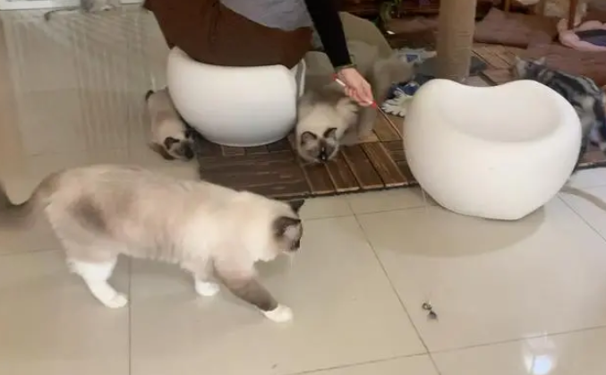 既能赚钱又能撸猫逗狗？宠物上门喂养“真香”背后藏风险