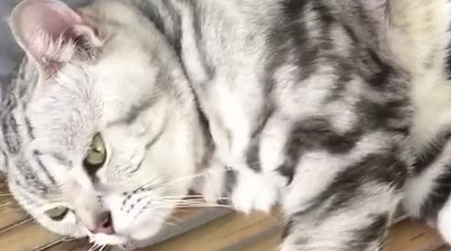 猫躺在床上被当作手机支架，猫：没看见我满脸写着“高兴”吗