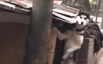 把二哈“遗弃”在乡下，回来接时它竟这样，狗：“劳资”要撕了你