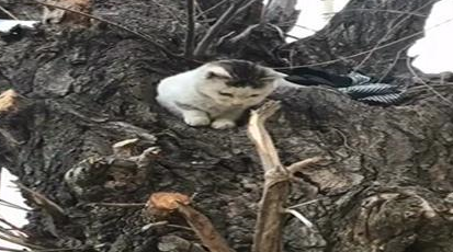 遇到一只流浪猫，每天都乖乖地在树洞里等着网友给它送饭，好有爱
