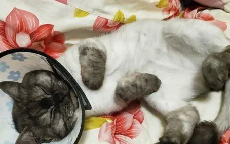 猫咪有了皮肤病，主人给猫剃毛后笑喷：“内衣”咋是白色的