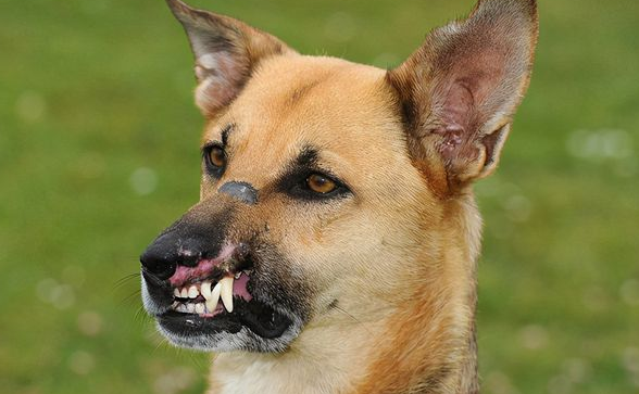 德国牧羊犬表情十分凶残，当了解到背后的原因后，令人心痛不已