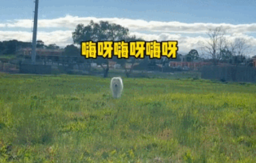 萨摩耶取名布洛芬，见人就挨个撒娇要亲亲...网友：呜呜呜呜这才是我的止痛药！