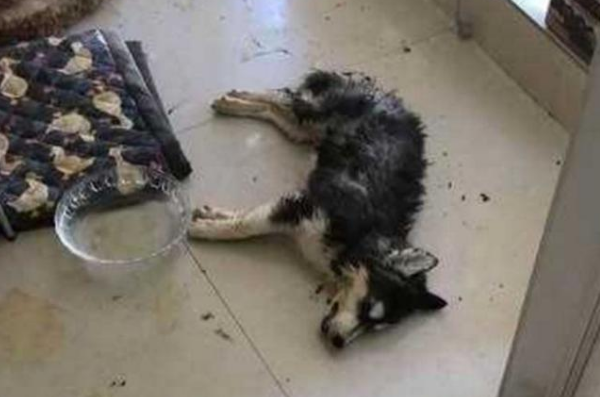 二哈意外死在家中，四周杂乱无章，得知食物原因令主人心痛