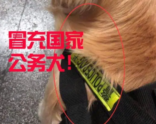 狗狗到警察局冒充“公务犬”，偷吃民警鸡腿，结果“大快人心”