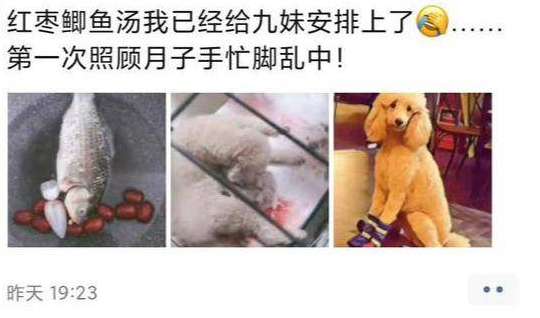 自家萨摩耶与贵宾犬结合产子，“儿子变女婿”