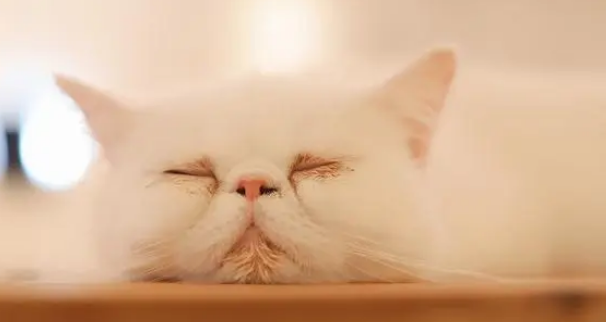 加菲猫被遗弃雨中，但看到主人留下的字条后，我释然了！