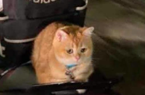 猫趴在摩托车的后座上，一副很委屈的模样：你是不是想要我的命！