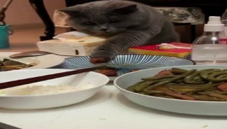 蓝猫偷吃被主人发现后，拼命把肉吞进肚子里，专注的小眼神好可爱