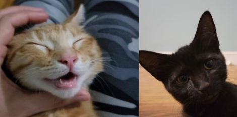 上厕所发现家里竟然出现陌生小虎斑猫，一周后进度神展开！