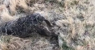狗狗洗完澡就去滚草地，瞬间给自己染色，网友：洗澡是个大工程