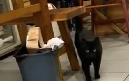 饭馆收养黑猫，猫咪每天跟顾客互动，猫：请叫我招财猫…… 