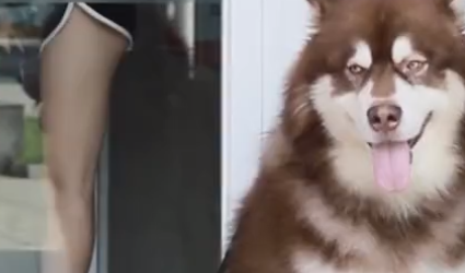 养大型犬的好处！湖南主人晒与狗狗有爱画面，下一秒狗狗表情亮了