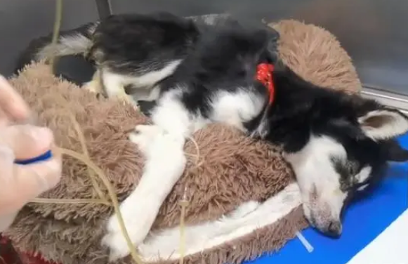 黑龙江：犬瘟后期的二哈被绑上嘴，扔在垃圾桶旁，狗狗：我想活着