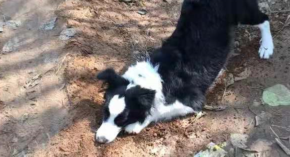与刚到家的边境牧羊犬斗智斗勇之后，我还是果断的认输了