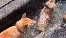 柴犬雨天偷跑出去被主人骂，结果它这样赌气…哈哈哈 