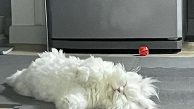 韩国波斯猫炸毛造型火遍全网，网友：猫界的“鳌拜”来了