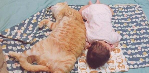 橘猫越来越疼小主人，睡觉都寸步不离，铲屎官看了倍感欣慰 