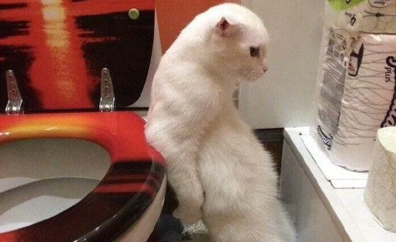解锁猫咪拉粑粑的奇葩姿势，一个更比一个强 