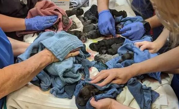 獒犬怀孕后胖30斤，生下21只小狗，10个人帮忙都忙不过来 