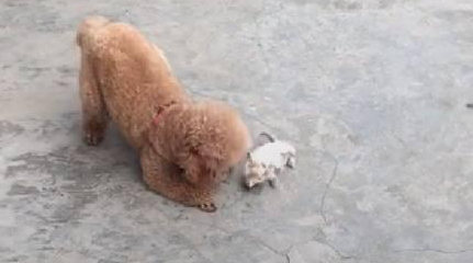 流浪小奶猫以为泰迪是妈妈，死赖着不走，从此主人猫狗双全！