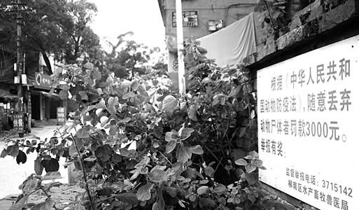 宠物死掉乱丢乱埋现象普遍 可送到化制场处理