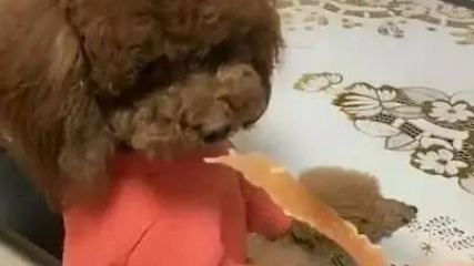 泰迪与猫咪是好朋友，可当猫咪抢泰迪小鱼干，泰迪炸了！ 