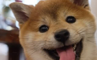 柴犬暖心照顾宝宝，因眼神太有爱而走红，主人却说它是在报恩