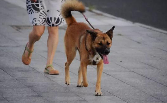 源城区一市民携带犬只未拴狗绳外出被罚款 