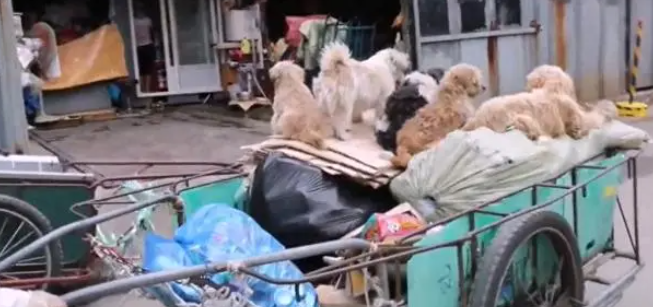 5只流浪狗，每天陪“大叔”收废品，只要出门就不离不弃
